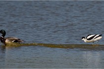 TEXEL HOLLANDE 17-05-26 07563   Photos ACG 2017