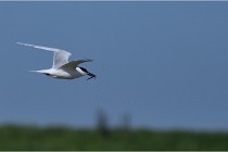 TEXEL HOLLANDE 17-05-26 07593   Photos ACG 2017