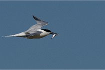 TEXEL HOLLANDE 17-05-26 07621   Photos ACG 2017