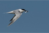 TEXEL HOLLANDE 17-05-26 07622   Photos ACG 2017