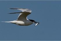 TEXEL HOLLANDE 17-05-26 07623   Photos ACG 2017