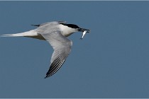 TEXEL HOLLANDE 17-05-26 07627   Photos ACG 2017