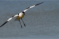 TEXEL HOLLANDE 17-05-26 07632   Photos ACG 2017