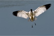 TEXEL HOLLANDE 17-05-26 07636   Photos ACG 2017