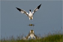 TEXEL HOLLANDE 17-05-26 07638   Photos ACG 2017