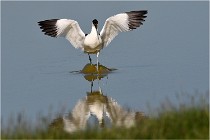 TEXEL HOLLANDE 17-05-26 07639   Photos ACG 2017