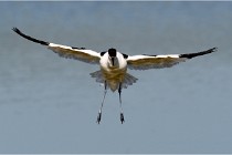 TEXEL HOLLANDE 17-05-26 07661   Photos ACG 2017