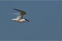 TEXEL HOLLANDE 17-05-26 07670   Photos ACG 2017