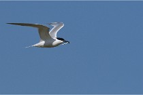 TEXEL HOLLANDE 17-05-26 07704   Photos ACG 2017