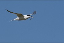 TEXEL HOLLANDE 17-05-26 07705   Photos ACG 2017
