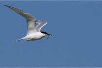TEXEL HOLLANDE 17-05-26 07707   Photos ACG 2017