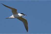 TEXEL HOLLANDE 17-05-26 07708   Photos ACG 2017