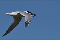 TEXEL HOLLANDE 17-05-26 07723   Photos ACG 2017