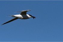 TEXEL HOLLANDE 17-05-26 07724   Photos ACG 2017
