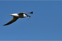 TEXEL HOLLANDE 17-05-26 07726   Photos ACG 2017