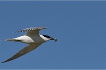 TEXEL HOLLANDE 17-05-26 07729   Photos ACG 2017