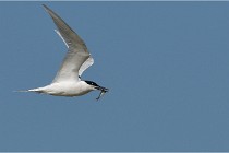 TEXEL HOLLANDE 17-05-26 07743   Photos ACG 2017