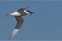 TEXEL HOLLANDE 17-05-26 07758   Photos ACG 2017