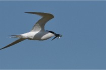 TEXEL HOLLANDE 17-05-26 07759   Photos ACG 2017