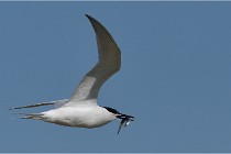 TEXEL HOLLANDE 17-05-26 07760   Photos ACG 2017