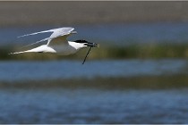 TEXEL HOLLANDE 17-05-26 07797   Photos ACG 2017