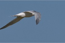 TEXEL HOLLANDE 17-05-26 07802   Photos ACG 2017