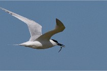 TEXEL HOLLANDE 17-05-26 07803   Photos ACG 2017