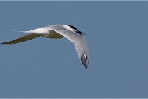 TEXEL HOLLANDE 17-05-26 07804   Photos ACG 2017