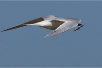 TEXEL HOLLANDE 17-05-26 07805   Photos ACG 2017