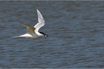 TEXEL HOLLANDE 17-05-26 07806   Photos ACG 2017