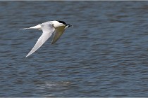 TEXEL HOLLANDE 17-05-26 07807   Photos ACG 2017