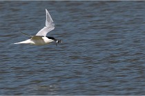 TEXEL HOLLANDE 17-05-26 07809   Photos ACG 2017