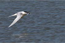 TEXEL HOLLANDE 17-05-26 07810   Photos ACG 2017