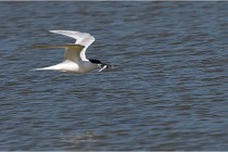 TEXEL HOLLANDE 17-05-26 07811   Photos ACG 2017