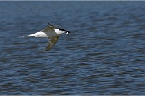 TEXEL HOLLANDE 17-05-26 07812   Photos ACG 2017