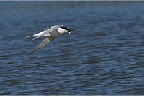 TEXEL HOLLANDE 17-05-26 07813   Photos ACG 2017