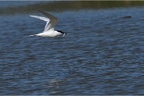 TEXEL HOLLANDE 17-05-26 07814   Photos ACG 2017