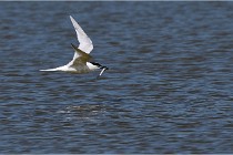 TEXEL HOLLANDE 17-05-26 07823   Photos ACG 2017