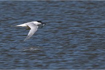 TEXEL HOLLANDE 17-05-26 07824   Photos ACG 2017