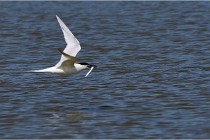 TEXEL HOLLANDE 17-05-26 07826   Photos ACG 2017