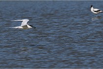 TEXEL HOLLANDE 17-05-26 07828   Photos ACG 2017
