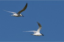 TEXEL HOLLANDE 17-05-26 07831   Photos ACG 2017