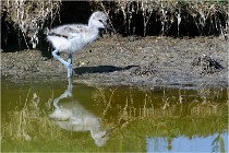 TEXEL HOLLANDE 17-05-26 07843   Photos ACG 2017