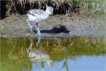 TEXEL HOLLANDE 17-05-26 07844   Photos ACG 2017