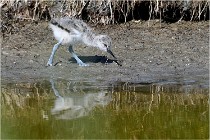 TEXEL HOLLANDE 17-05-26 07856   Photos ACG 2017