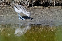 TEXEL HOLLANDE 17-05-26 07858   Photos ACG 2017