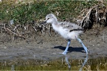 TEXEL HOLLANDE 17-05-26 07872   Photos ACG 2017