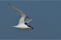 TEXEL HOLLANDE 17-05-26 07883   Photos ACG 2017