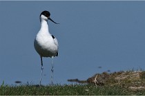 TEXEL HOLLANDE 17-05-26 07899   Photos ACG 2017