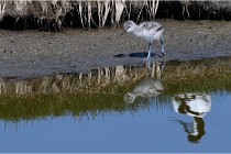 TEXEL HOLLANDE 17-05-26 07905   Photos ACG 2017